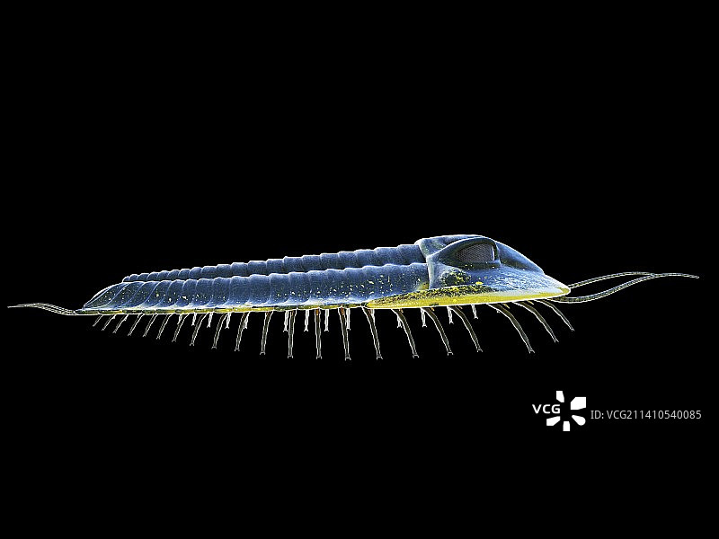 三叶虫插画图片素材