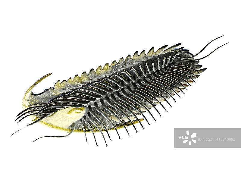 三叶虫插画图片素材