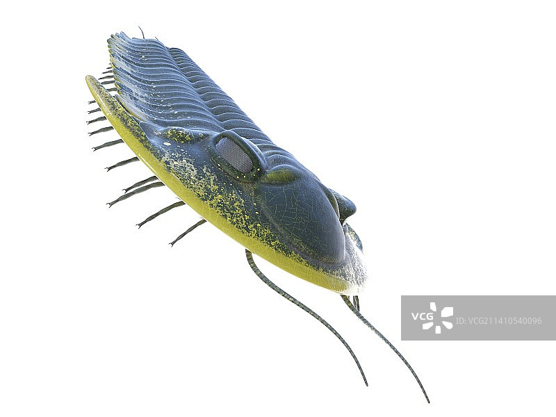 三叶虫插画图片素材