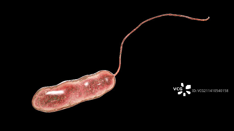 军团病细菌，图示图片素材