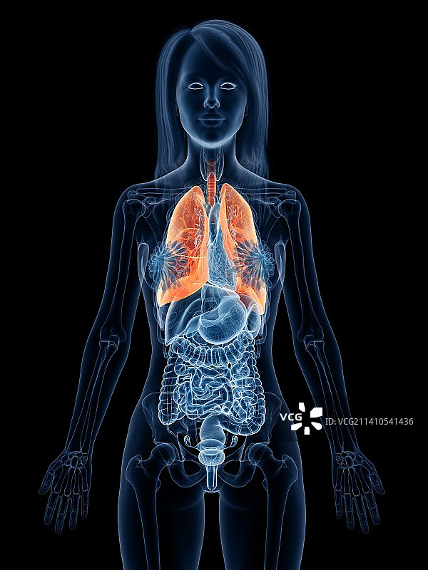 肺、插图图片素材