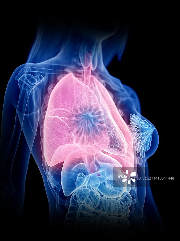 肺、插图图片素材