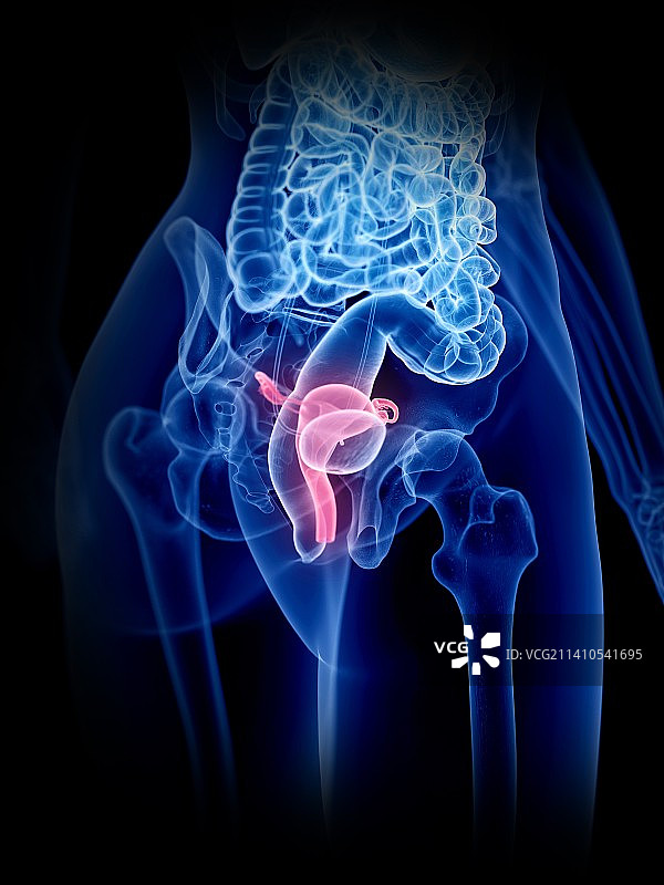 子宫插图图片素材