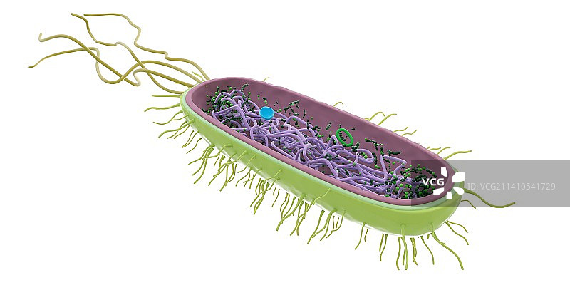 细菌插图图片素材