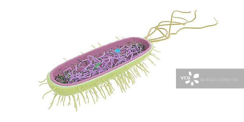 细菌插图图片素材