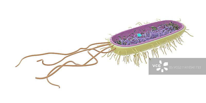 细菌插图图片素材