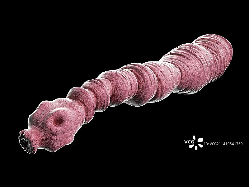 犬复孔绦虫插图图片素材