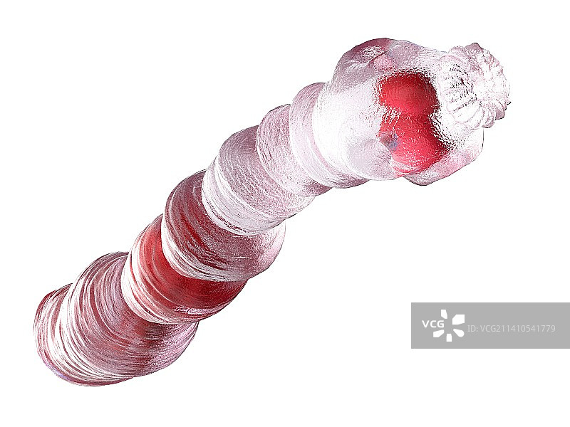 犬复孔绦虫插图图片素材