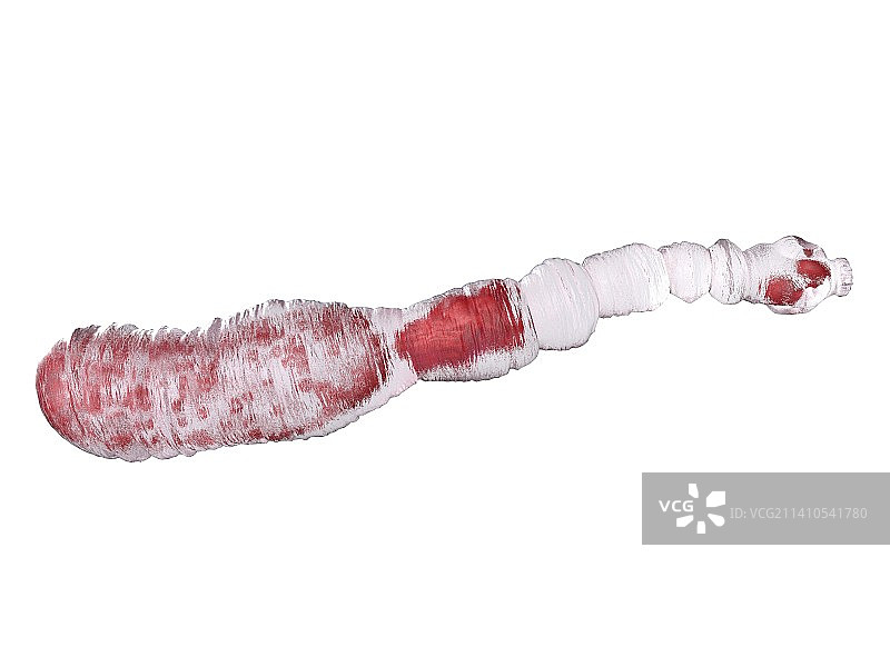 犬复孔绦虫插图图片素材