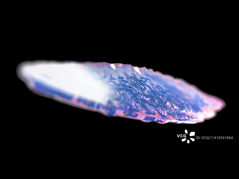 肝吸虫插图图片素材