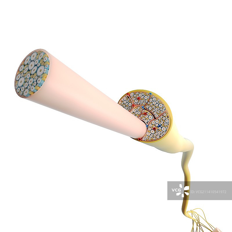 神经结构，插图，仅做科普示意图片素材