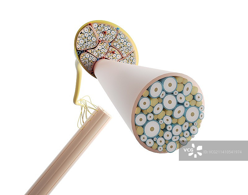 神经结构，插图，仅做科普示意图片素材