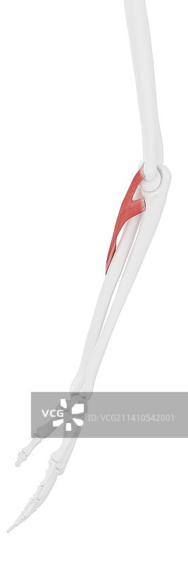 旋前圆肌图示图片素材