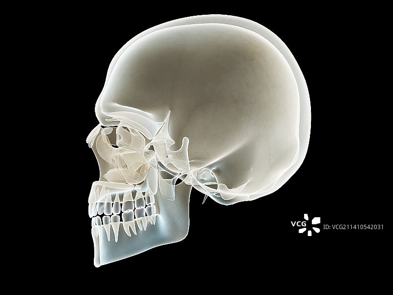 骷髅插画图片素材