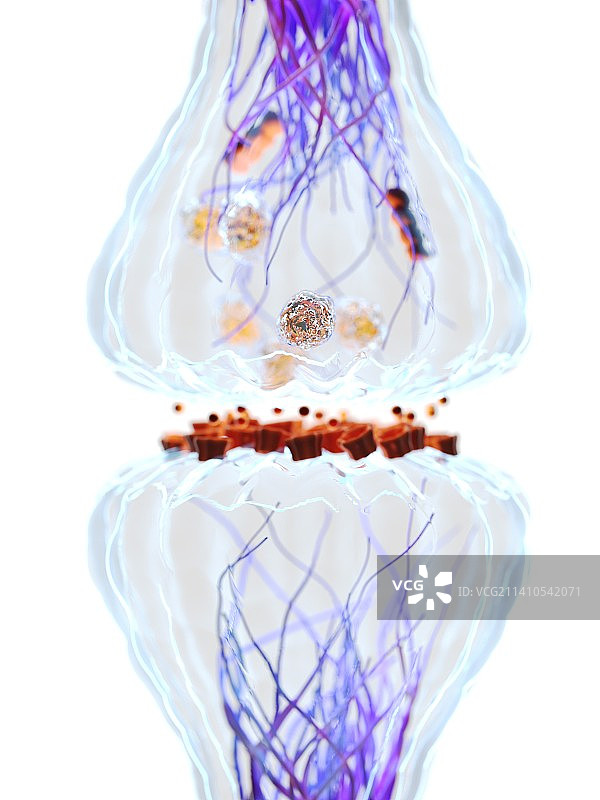突触示意图图片素材