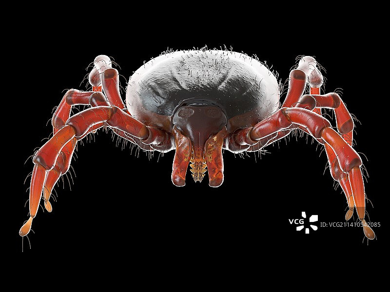 蜱虫插画图片素材