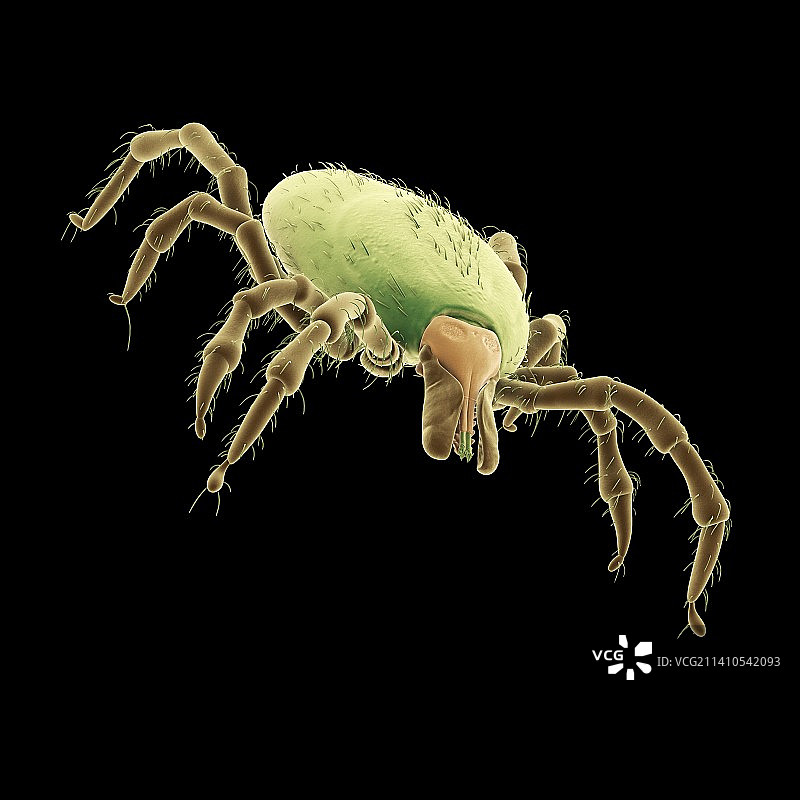 蜱虫插画图片素材