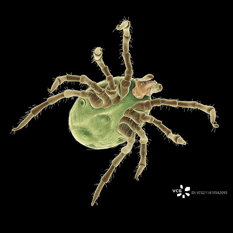 蜱虫插画图片素材