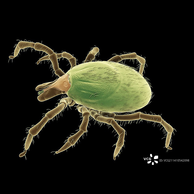 蜱虫插画图片素材