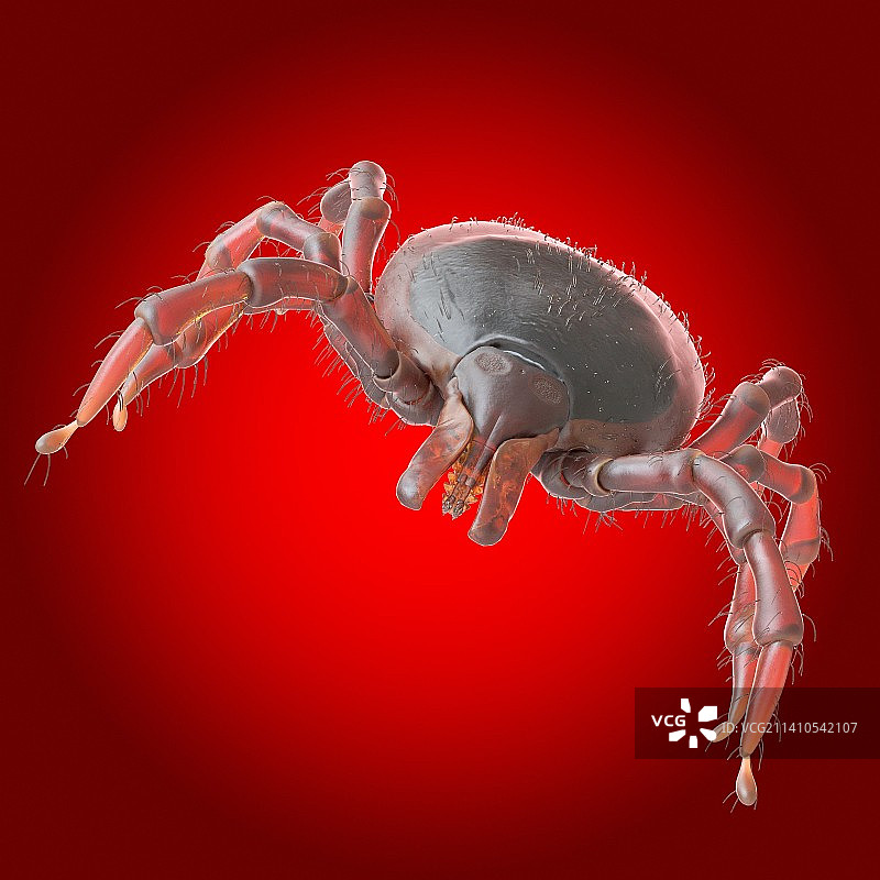 蜱虫插画图片素材