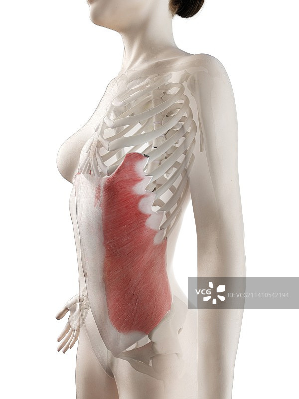 腹外斜肌图示图片素材