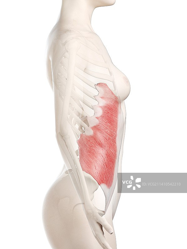 腹外斜肌图示图片素材