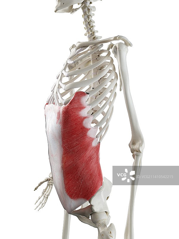 腹外斜肌图示图片素材