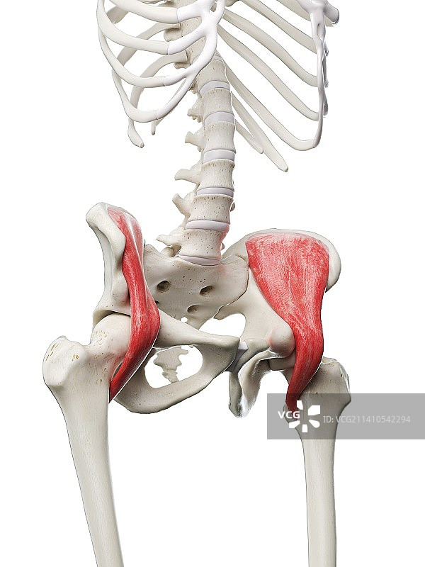 髂腰肌插图图片素材