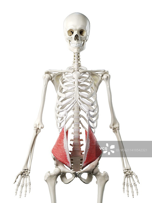 腹内斜肌插图图片素材