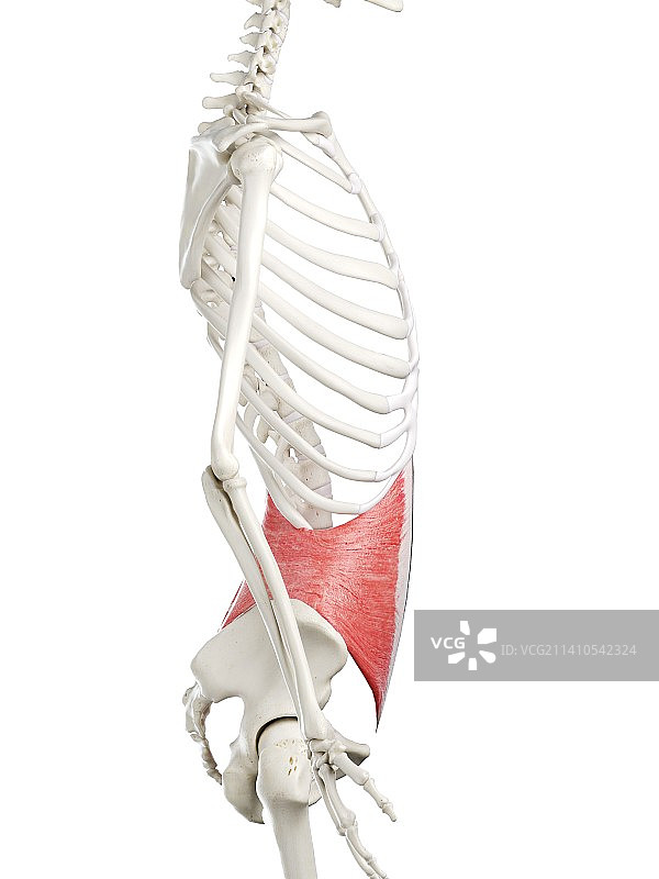 腹内斜肌插图图片素材