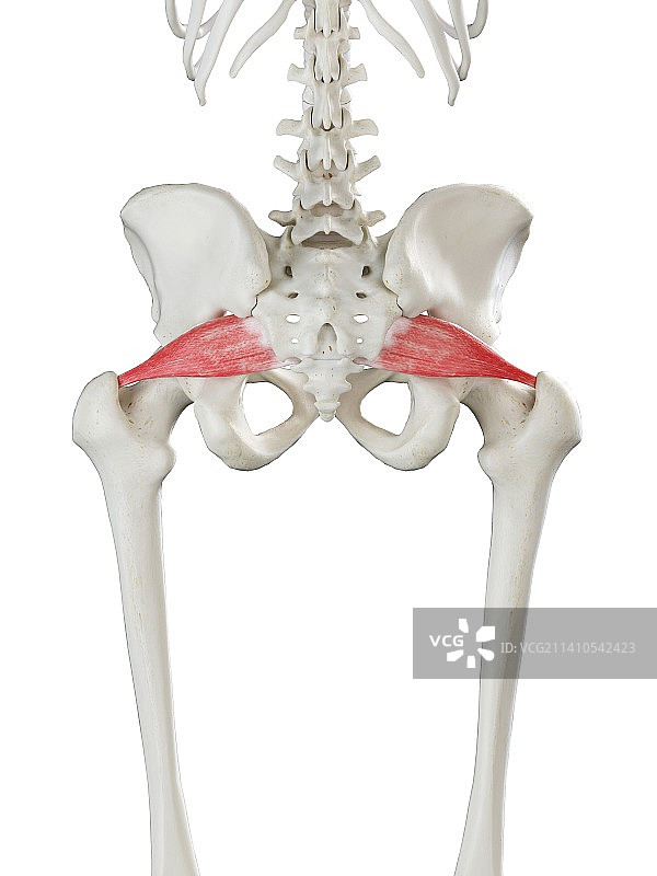 梨状肌插图图片素材