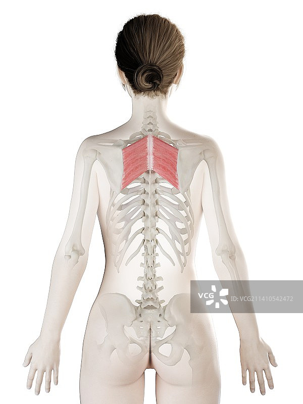 大菱形肌插图图片素材