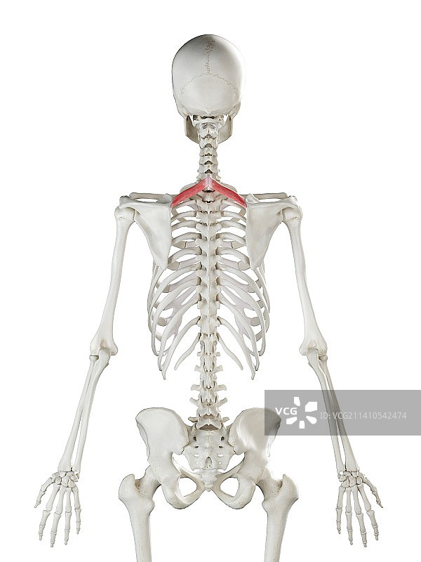 小菱形肌插画图片素材