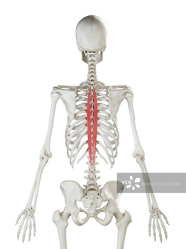 胸棘肌图解图片素材