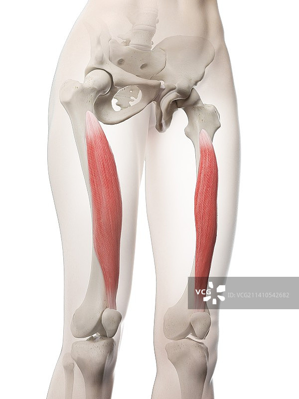 股中间肌，图示图片素材