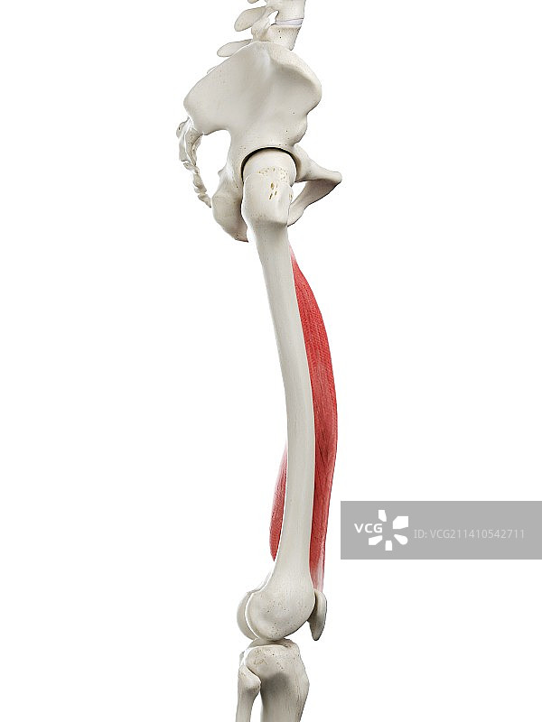 内侧股肌插图图片素材