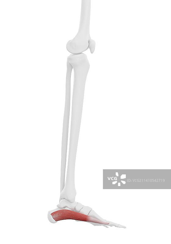 拇展肌插画图片素材