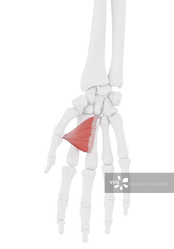 拇内收肌插画图片素材