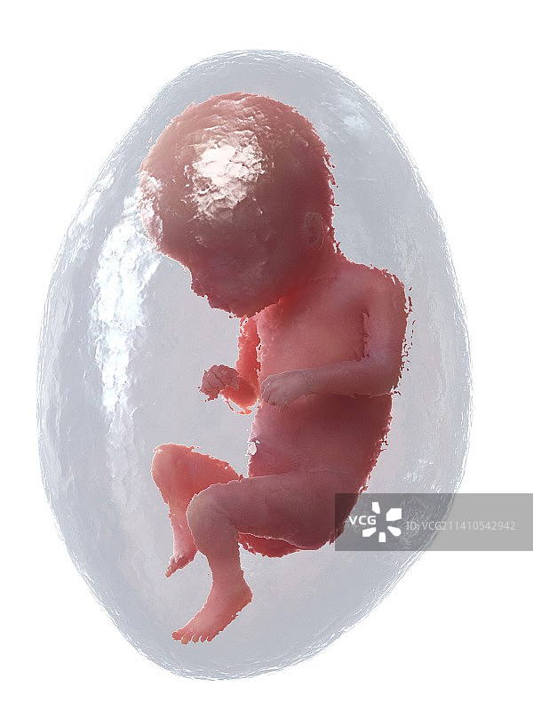 16周胎儿插图图片素材