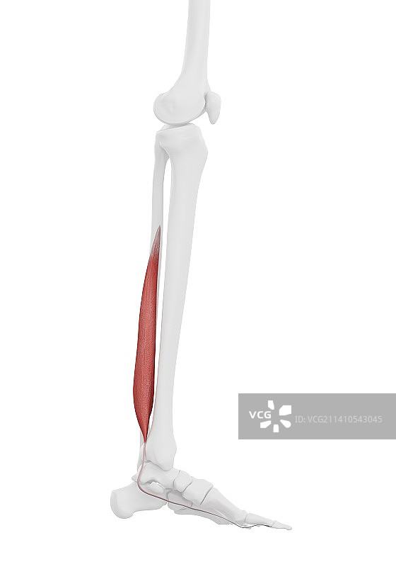 趾长屈肌肌肉插图图片素材