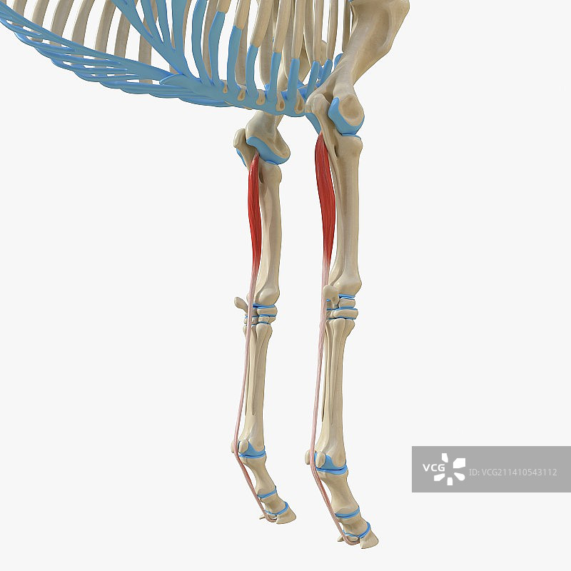 马深层数字屈肌插图图片素材
