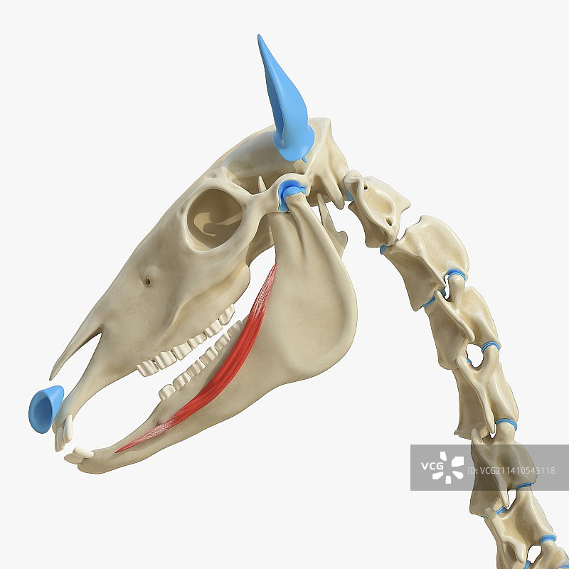 马下唇降肌，图示图片素材