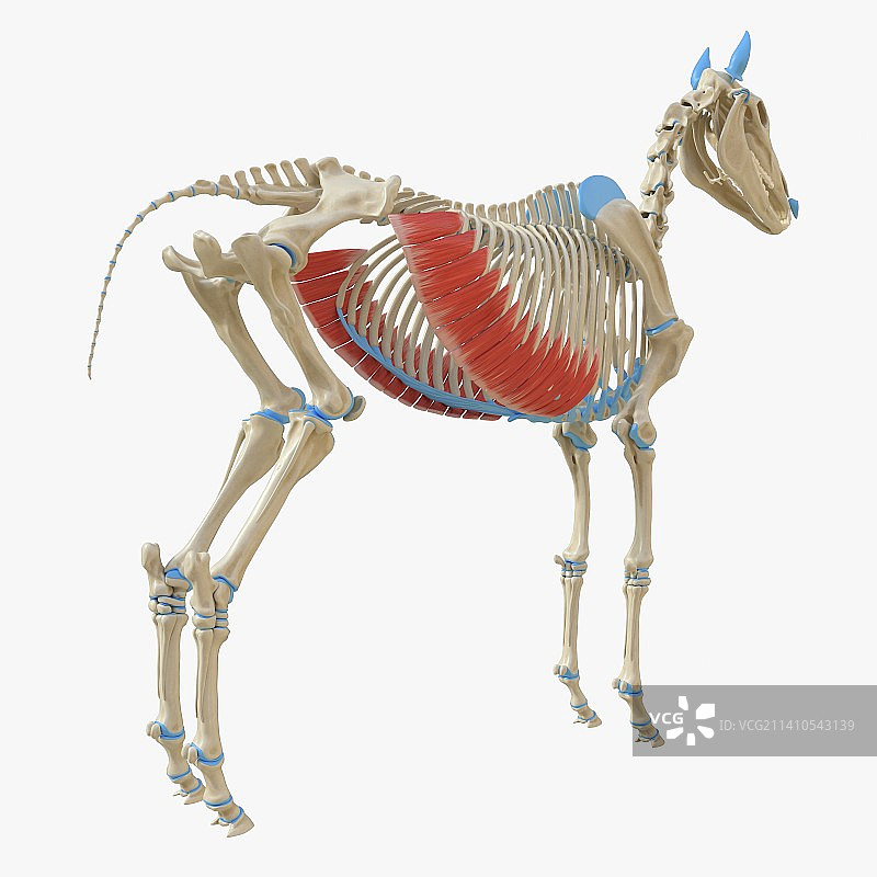 马的腹外斜肌插画图片素材