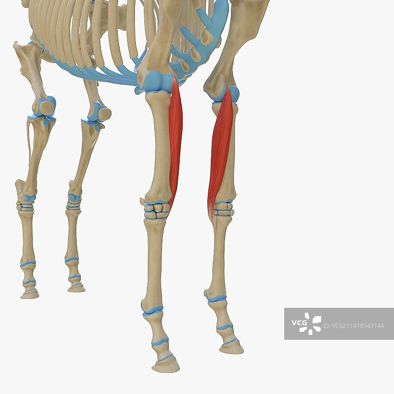 马桡侧腕屈肌插画图片素材