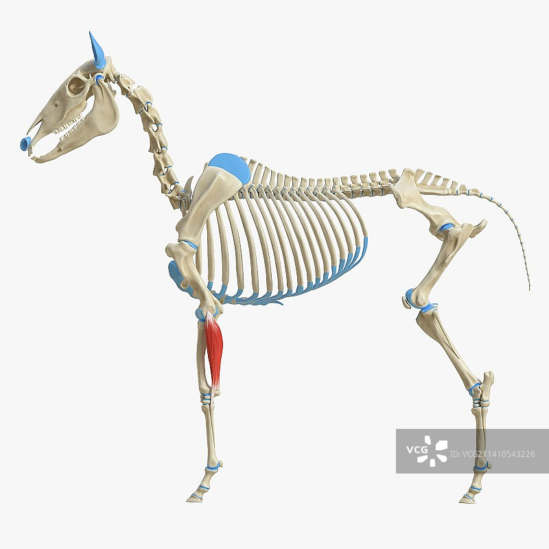 马的尺侧腕屈肌，图示图片素材