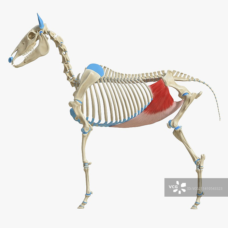 马腹内斜肌解剖图图片素材