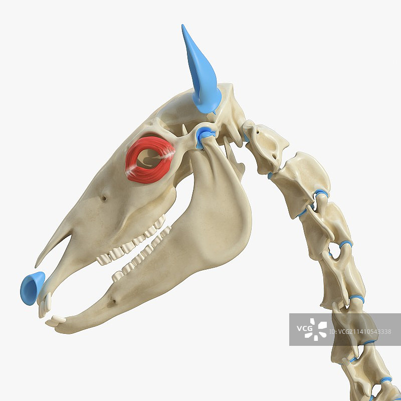 马眼轮匝肌插图图片素材