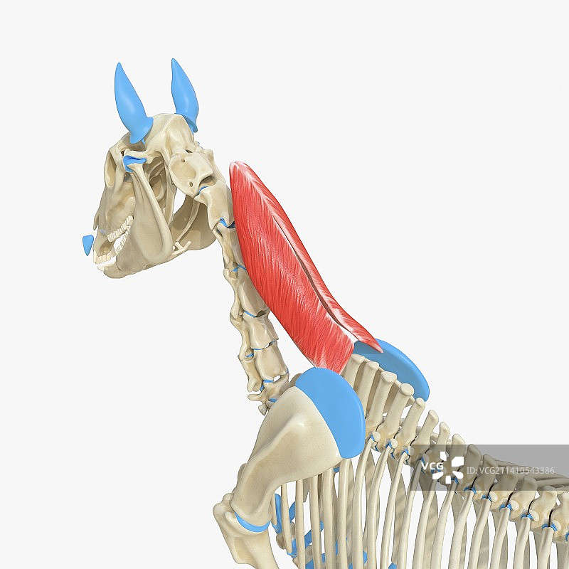 马颈菱形肌解剖结构图图片素材