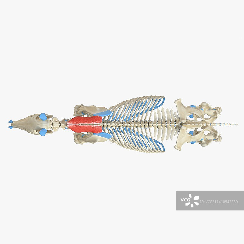 马颈菱形肌解剖结构图图片素材
