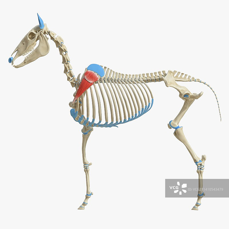 马肩胛下肌插图图片素材